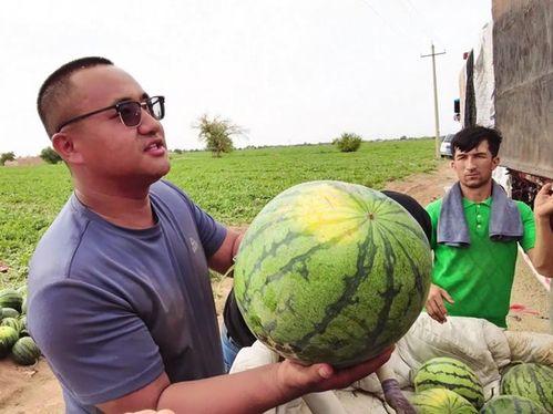 西藏扎西枫丹娱乐吃瓜,一场吃瓜盛宴背后的故事